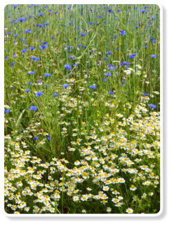 Ganzheitliche Naturheilkunde – Pflanzenheilkunde