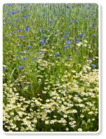 Ganzheitliche Naturheilkunde – Pflanzenheilkunde